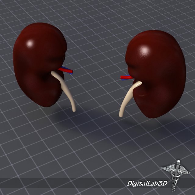 kidney external 3D 모델 .c4d .max .obj .3ds .fbx .stl .blend 