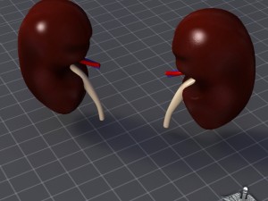 kidney external 3D Model