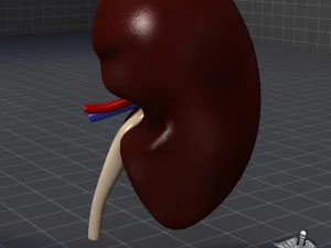 kidney external 3D Model