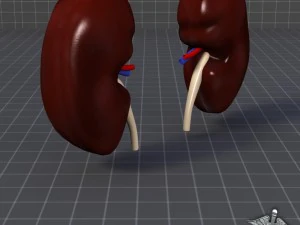 kidney external 3D Model