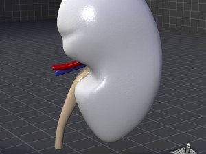 kidney external 3D 모델