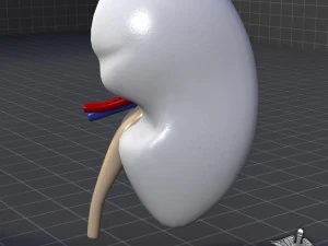 kidney external 3D Model