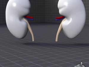 kidney external 3D 모델