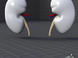 kidney external 3D Model