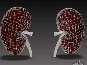 kidney external 3D 모델