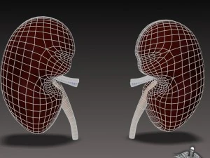kidney external 3D Model