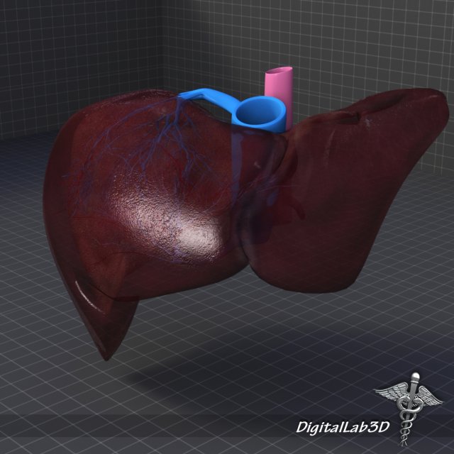 liver anatomy 3D Model .c4d .max .obj .3ds .fbx .stl .blend 