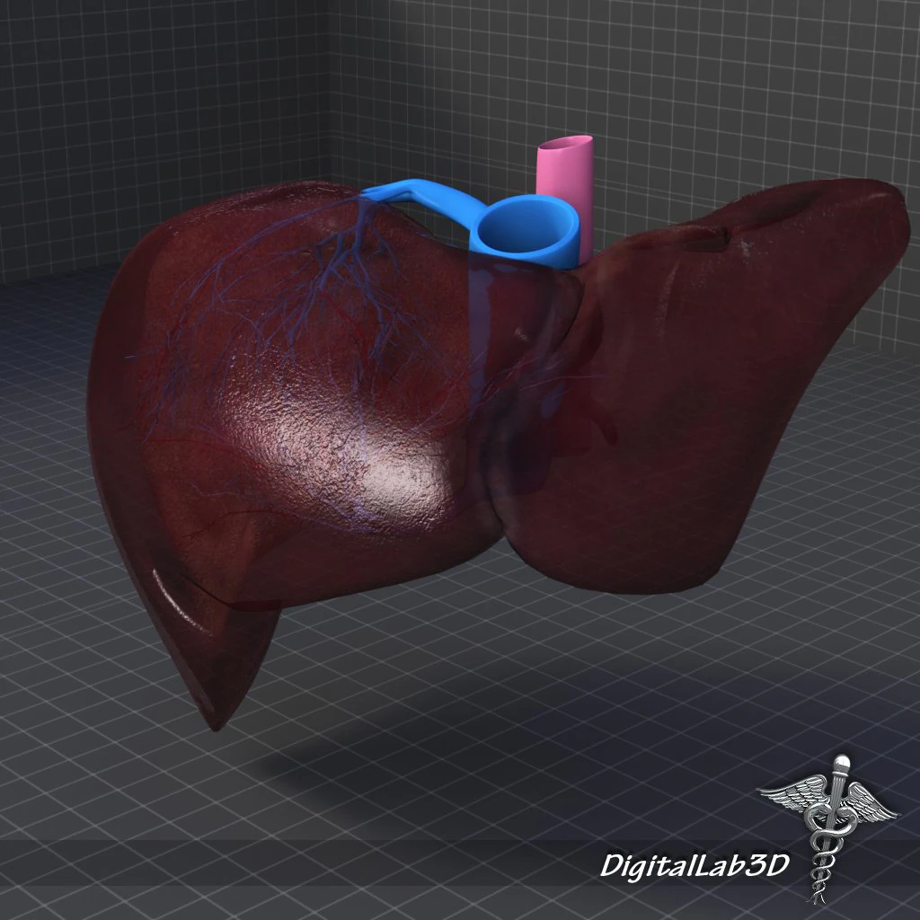 liver anatomy 3D Model .c4d .max .obj .3ds .fbx .stl .blend 