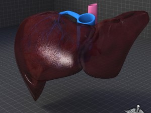 liver anatomy 3D Model