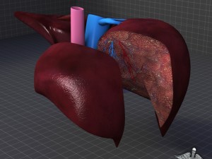 liver anatomy 3D Model