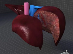 liver anatomy 3D Model