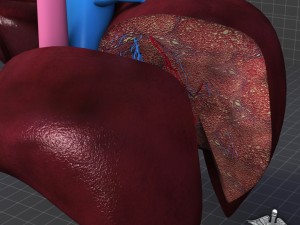 liver anatomy 3D Model