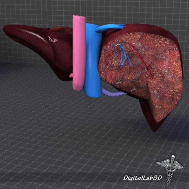 liver anatomy 3D Model in Anatomy 3DExport