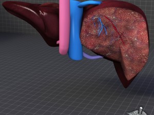 liver anatomy 3D Model