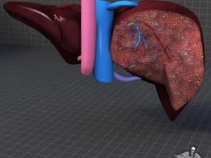 liver anatomy 3D Model