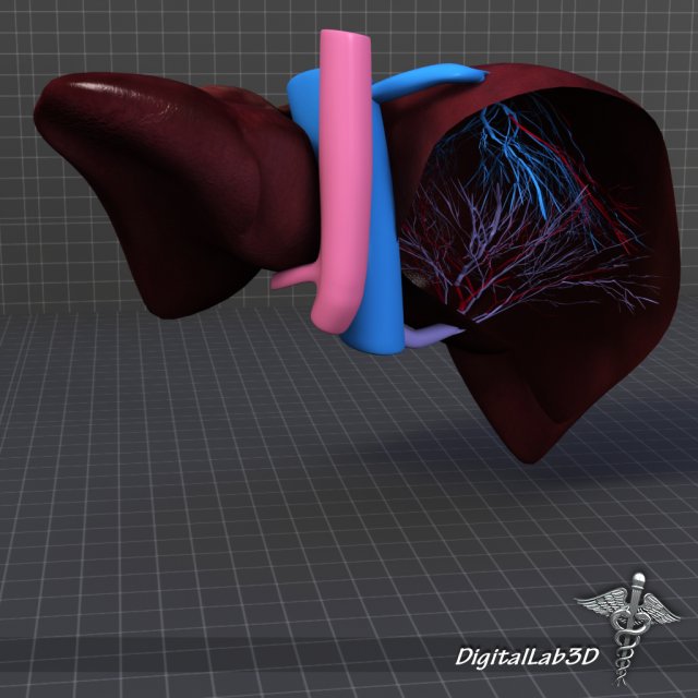 liver anatomy 3D Model in Anatomy 3DExport