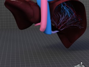 liver anatomy 3D Model