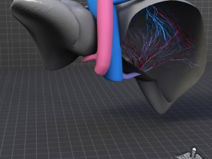 liver anatomy 3D Model