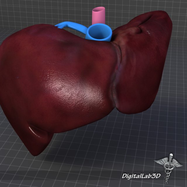 liver external 3D Model .c4d .max .obj .3ds .fbx .stl .blend 