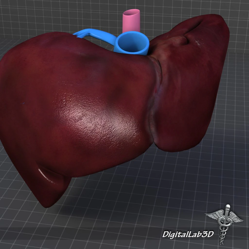 liver external 3D Model .c4d .max .obj .3ds .fbx .stl .blend 