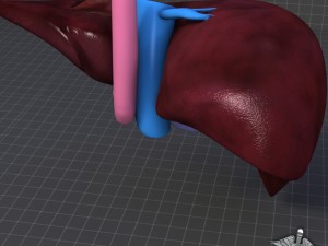 liver external 3D Model