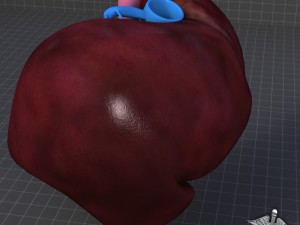 liver external 3D Model