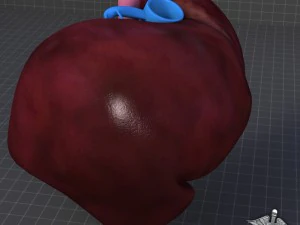 liver external 3D Model