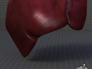 liver external 3D Model