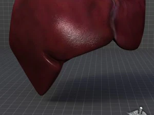 liver external 3D Model