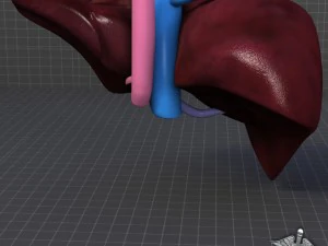 liver external 3D Model