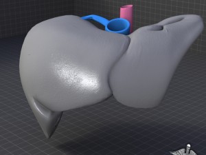 liver external 3D Model