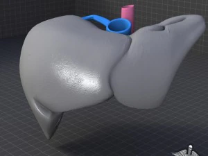 liver external 3D Model