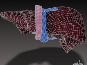 liver external 3D Model