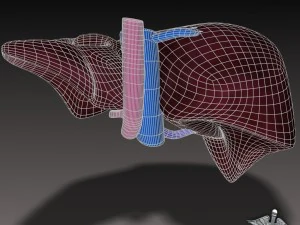liver external 3D Model