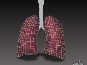 lungs and throat larynx Modèle 3D