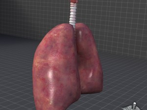 lungs and throat larynx Modèle 3D