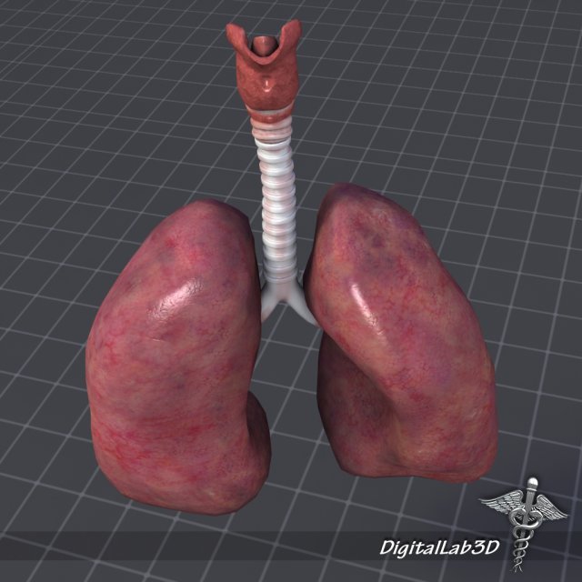 lungs and throat larynx 3D Model in Anatomy 3DExport
