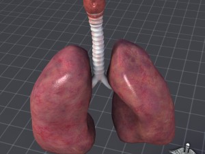 lungs and throat larynx Modèle 3D
