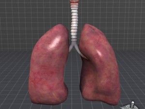 lungs and throat larynx Modèle 3D
