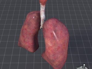 lungs and throat larynx Modèle 3D