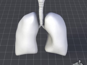 lungs and throat larynx Modèle 3D