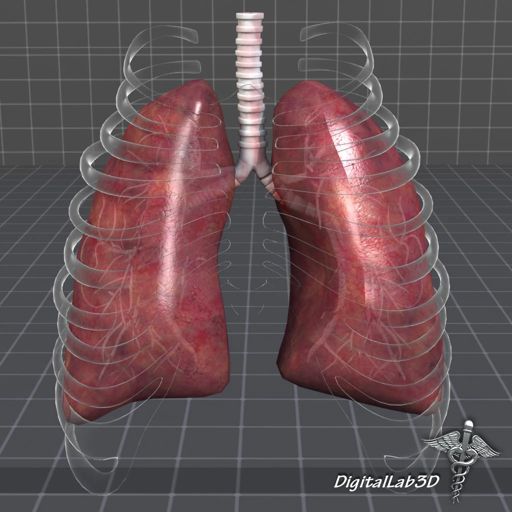 lungs anatomy 3D Model .c4d .max .obj .3ds .fbx .stl .blend 