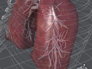 lungs anatomy 3D Model
