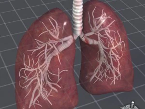 lungs anatomy 3D Model
