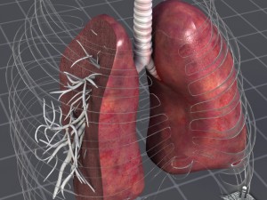 lungs anatomy 3D Model