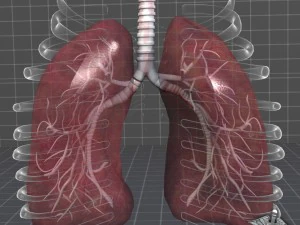 lungs anatomy 3D Model