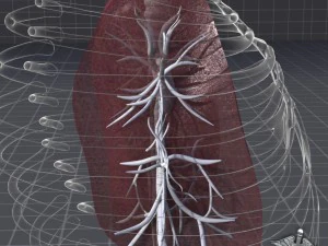lungs anatomy 3D Model