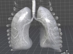 lungs anatomy 3D Model