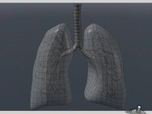 lungs anatomy 3D Model