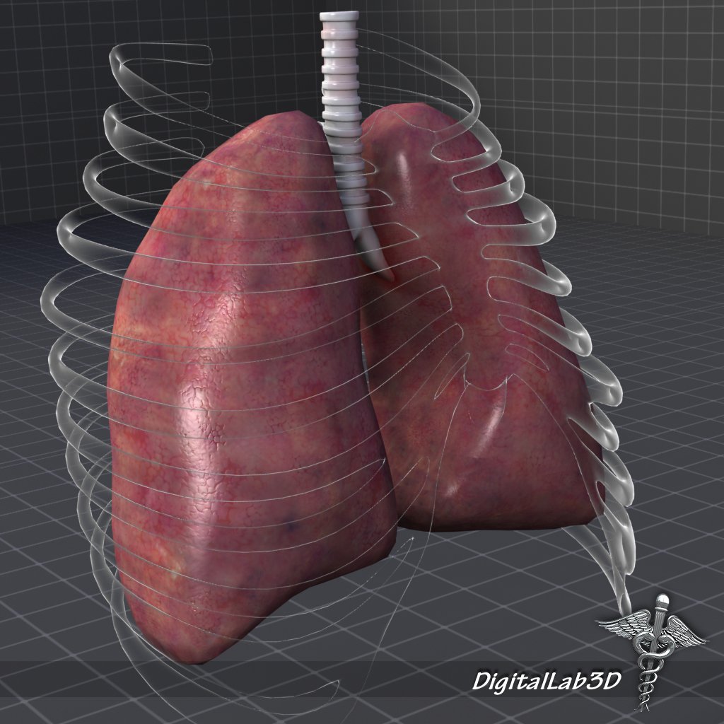Lungs External 3D Model in Anatomy 3DExport
